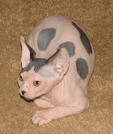 Кошка Сфинкс окраса арлекин